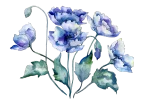 blue poppies bunch blue poppies bunch
