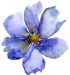 single blue flower transparent