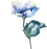 single blue poppy
